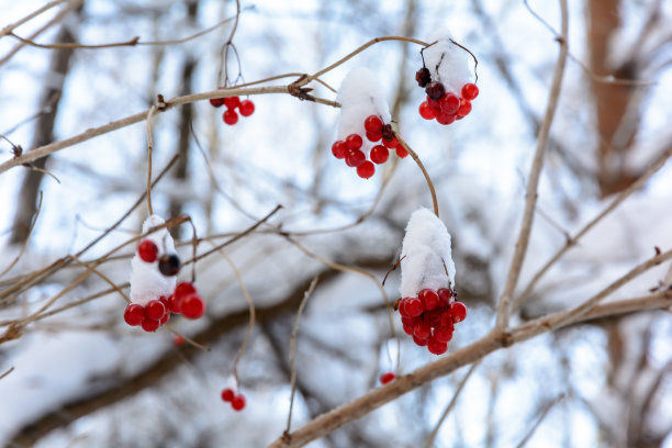 白雪覆盖森林树木枝头雪景