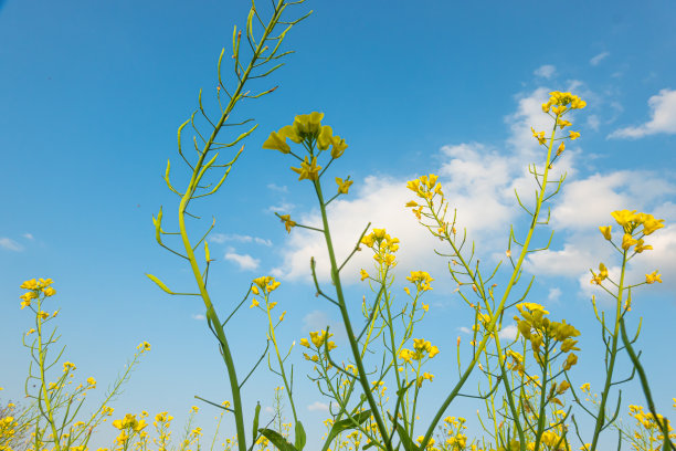 蓝天白云油菜花油画