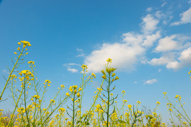 蓝天白云油菜花油画