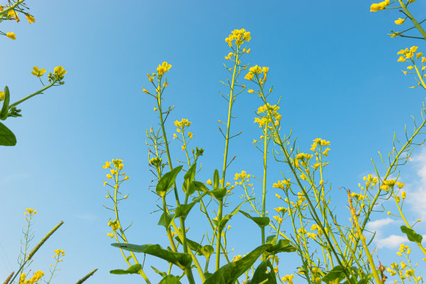 蓝天白云油菜花油画