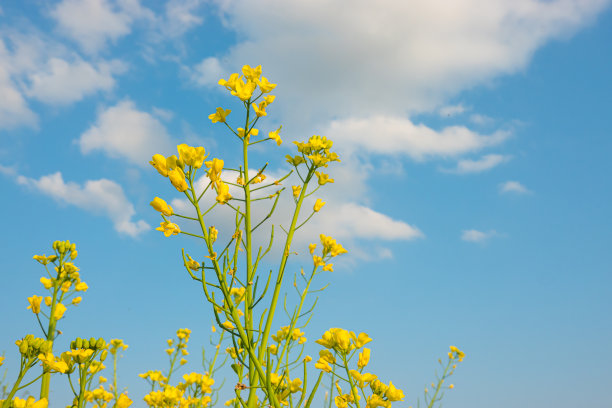 蓝天白云油菜花油画