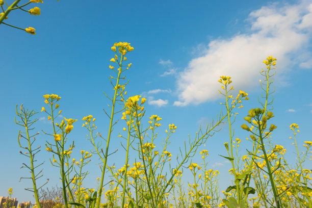 蓝天白云油菜花油画