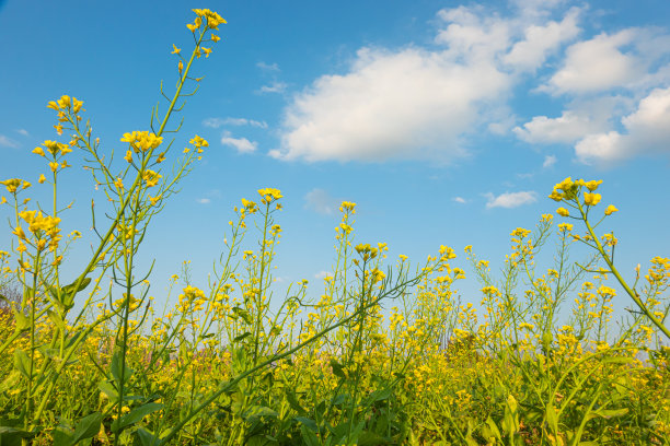 蓝天白云油菜花油画