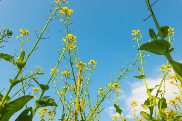 蓝天白云油菜花油画