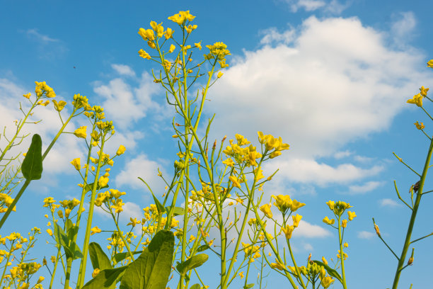 蓝天白云油菜花油画
