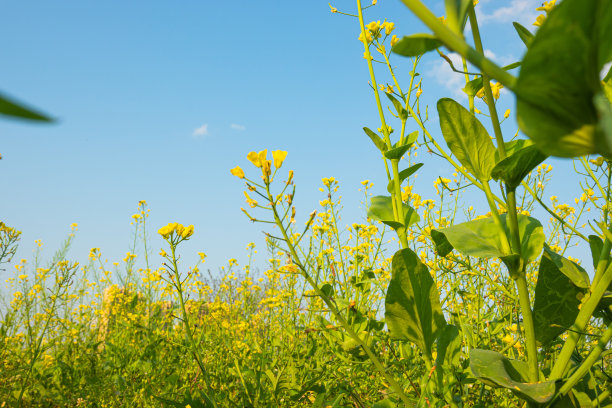 蓝天白云油菜花油画