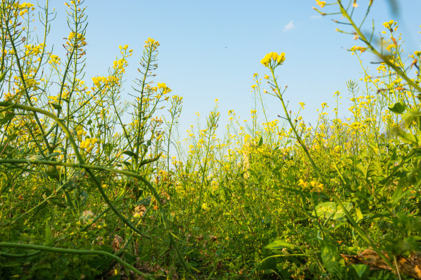 蓝天白云油菜花油画