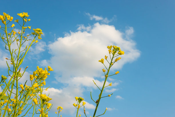 蓝天白云油菜花油画
