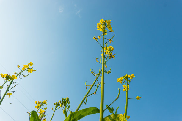 蓝天白云油菜花油画