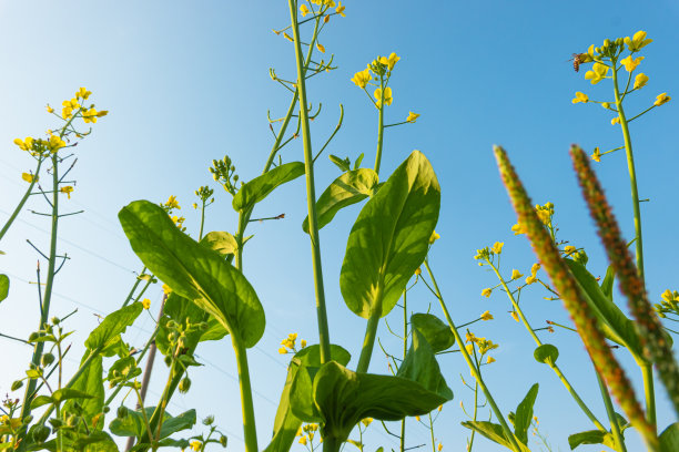蓝天白云油菜花油画