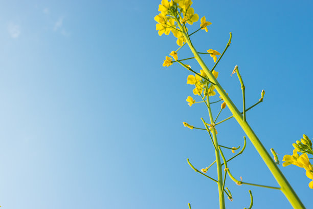 蓝天白云油菜花油画