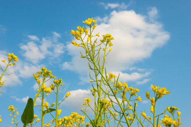 蓝天白云油菜花油画