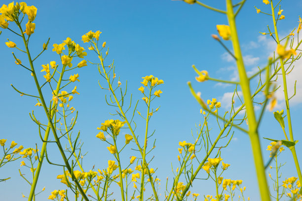蓝天白云油菜花油画
