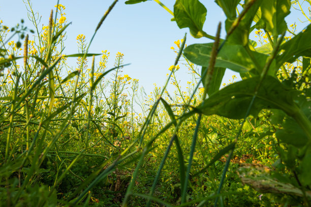 蓝天白云油菜花油画