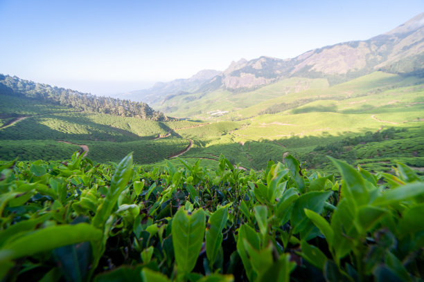 茶叶背景