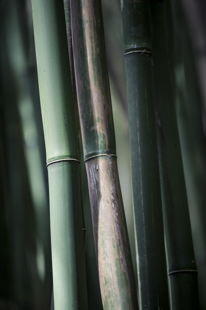 碧绿的竹子