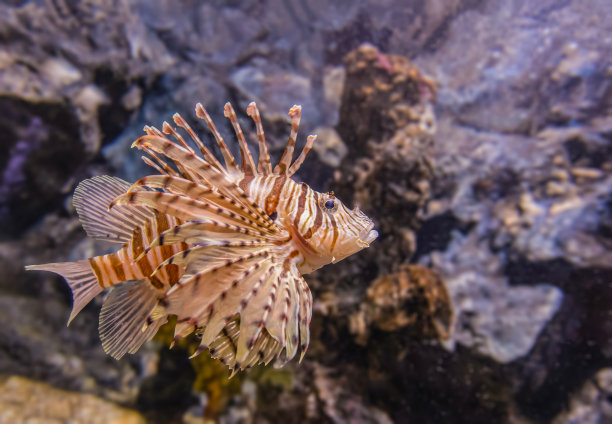 lionfish