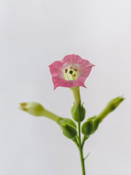 烟草花