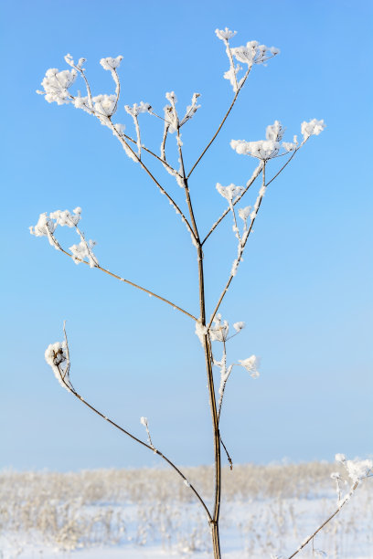 积雪覆盖草坪