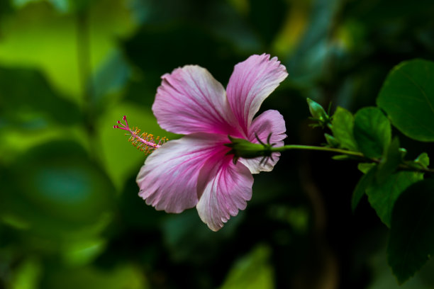 芙蓉树