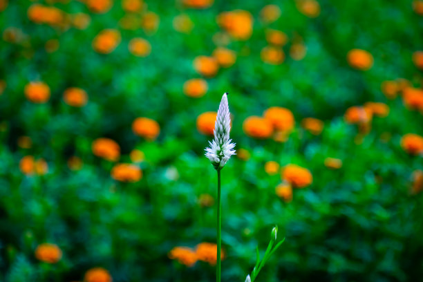 金秋时节山野灿烂