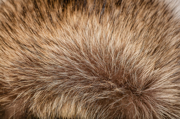hairs