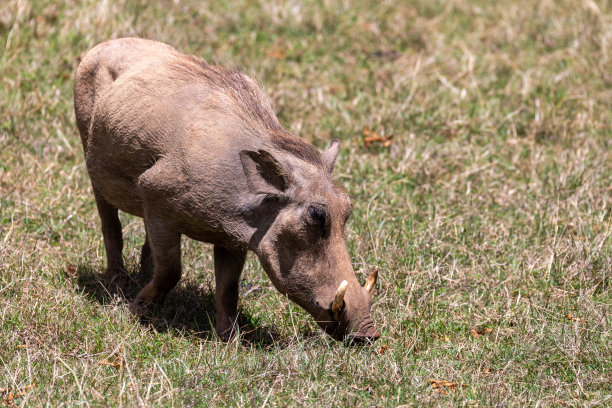 非洲疣猪