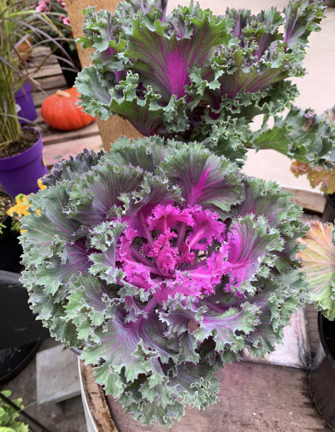 kale