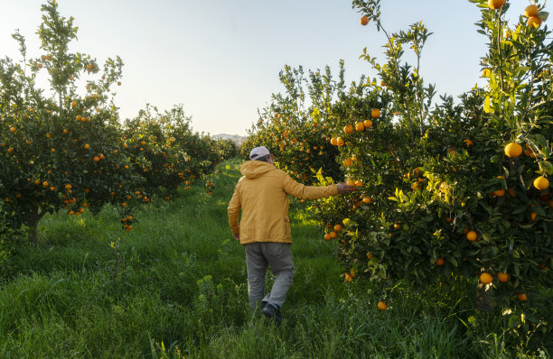 orchard