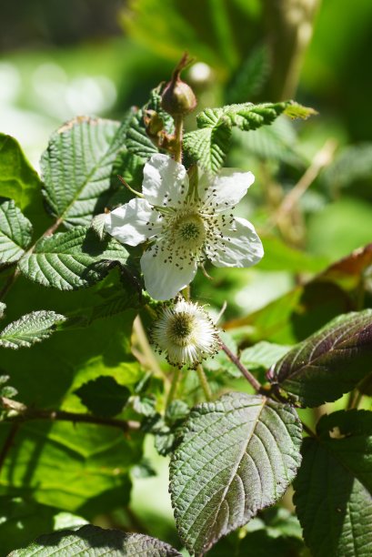 野草莓花