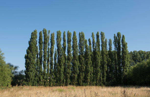 细线条多彩背景