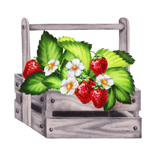 水果箱插画