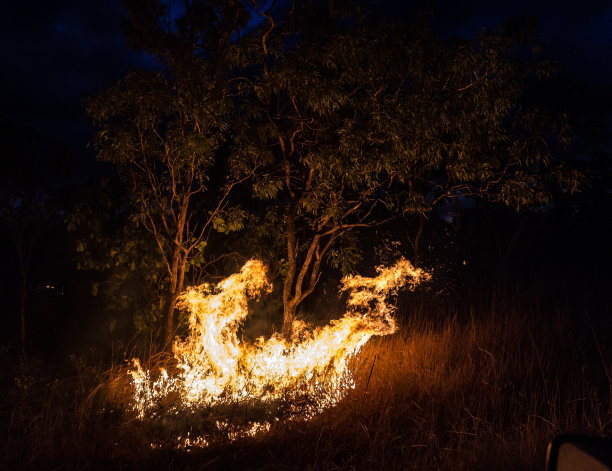 澳洲火焰木