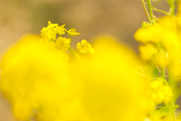 油菜花摄影素材