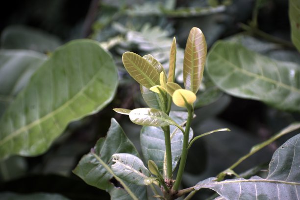 腰果花印花