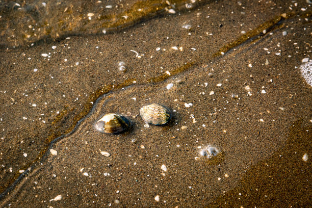 cockle