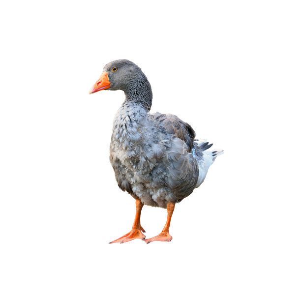 goose