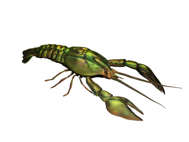 无脊椎动物标志