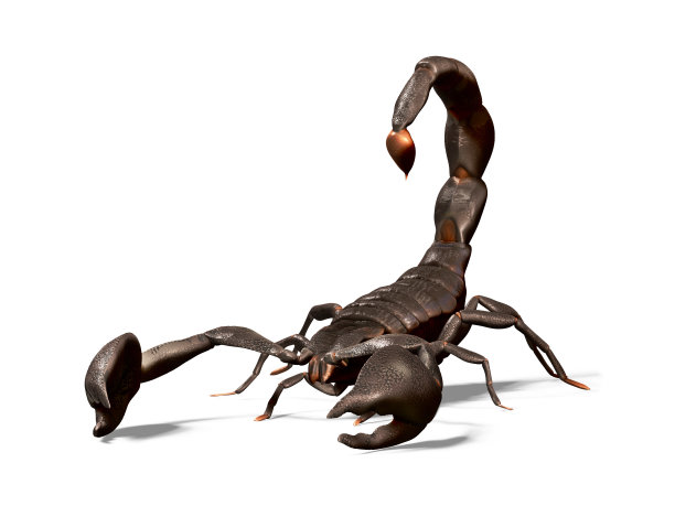 无脊椎动物标志