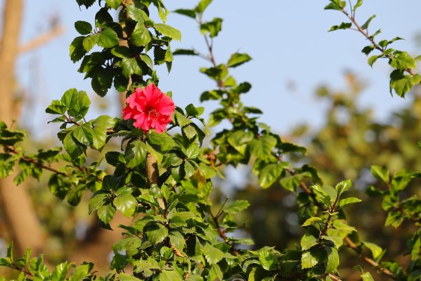 木槿花 粉红花朵 花瓣 花蕊