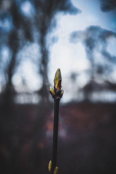 buds