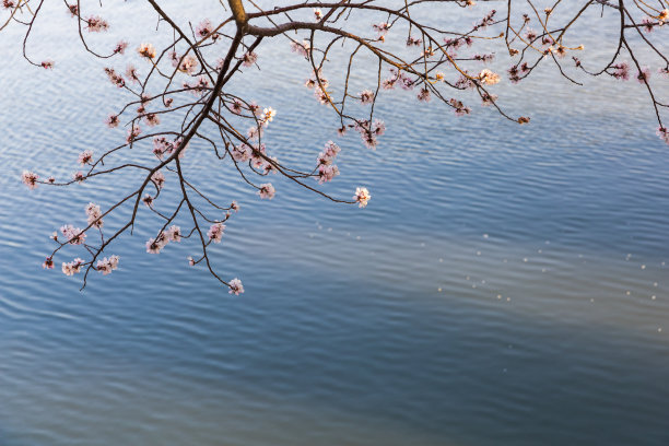 桃花湖泊