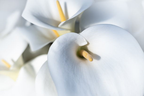 白色鲜花背景