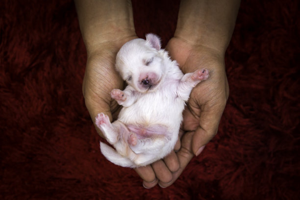 台湾犬图片大全 台湾犬设计素材 台湾犬模板下载 台湾犬图库 昵图网soso Nipic Com