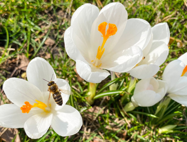 蜜蜂与花卉