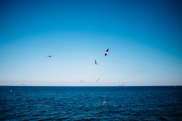 蓝色海面上飞翔的海鸥
