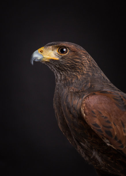 hawk