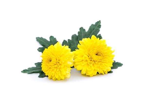 黄色菊花花朵