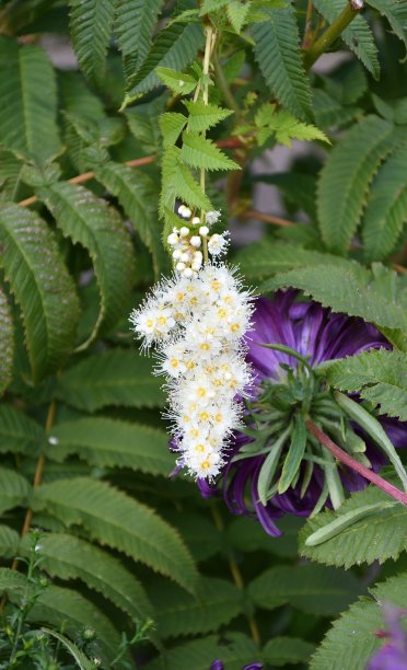 filipendula