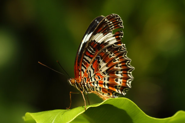 澳大利亚蝴蝶